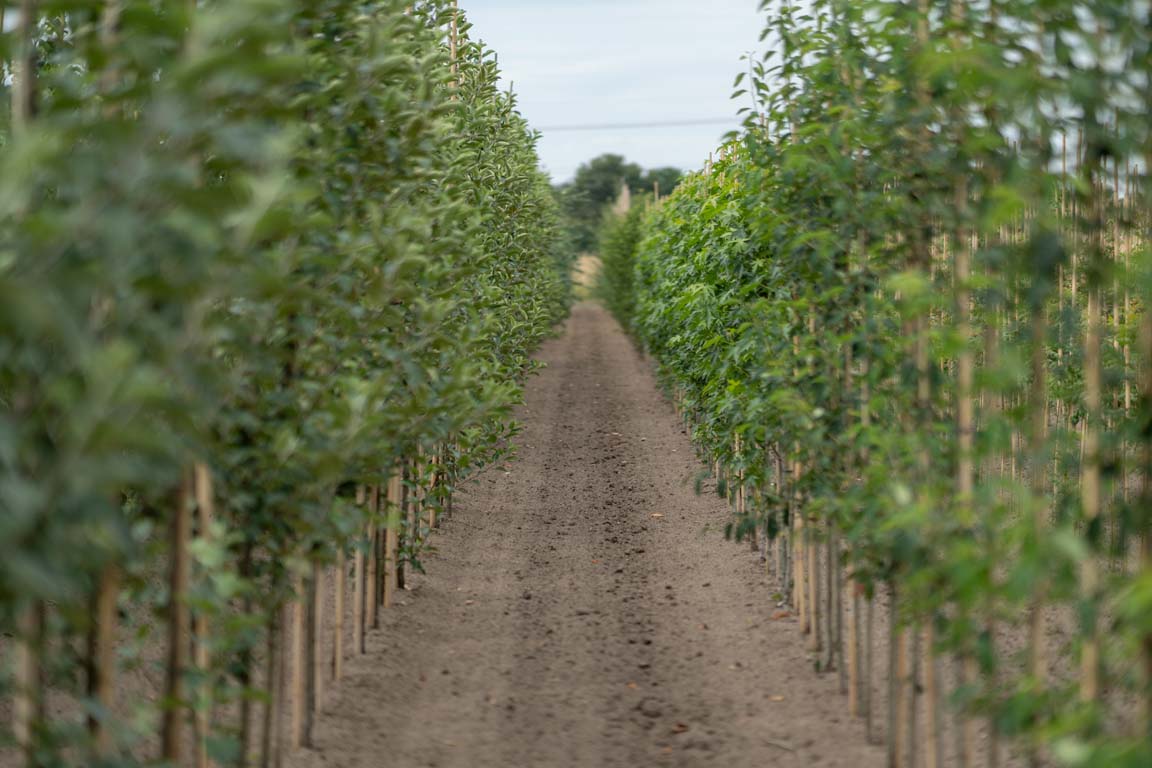 Rij fruitbomen volle grond